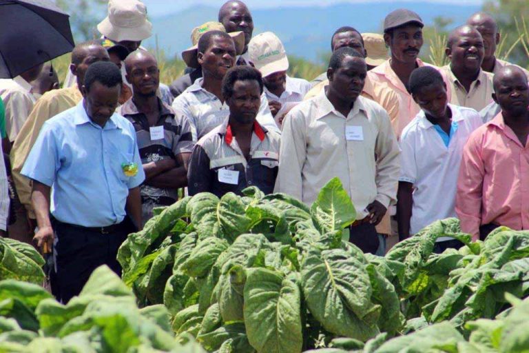 The role played by youths in tobacco farming